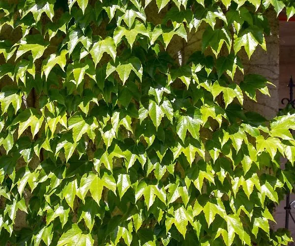 Lomida Villa Abbázia