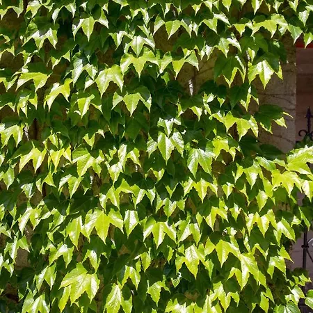 Lomida וילה אופטיה